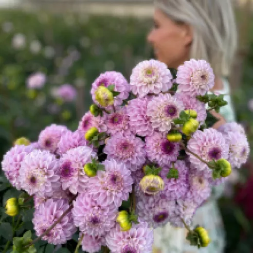 Lilac Balls