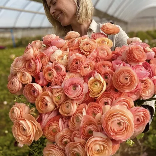 Salmon Ranunuculus