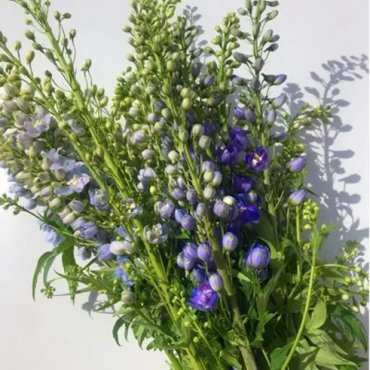 Delphinium Blue