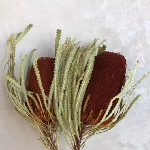 Banksia Terracotta