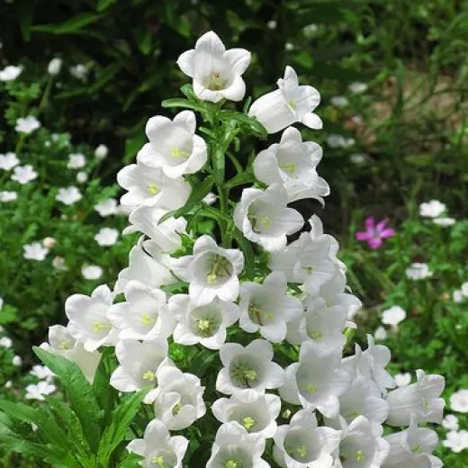 Campanula - White