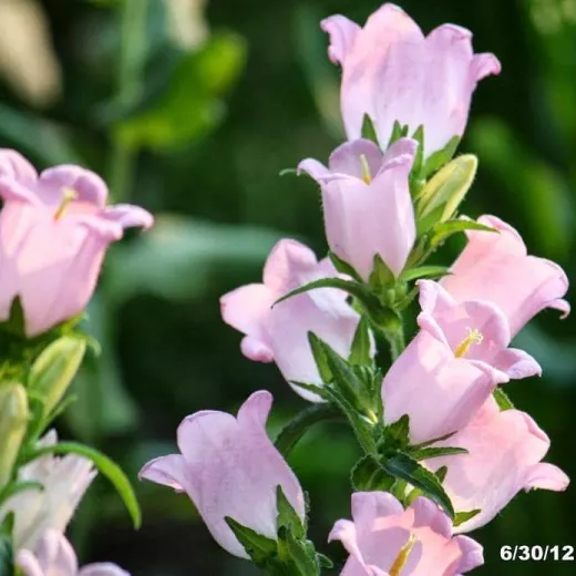 Campanula - Pink