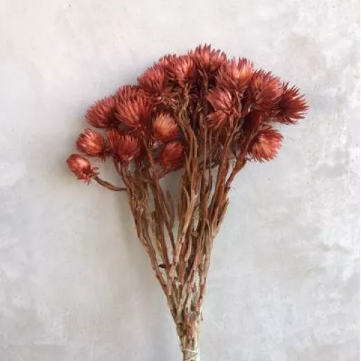 Capblumen Terracotta