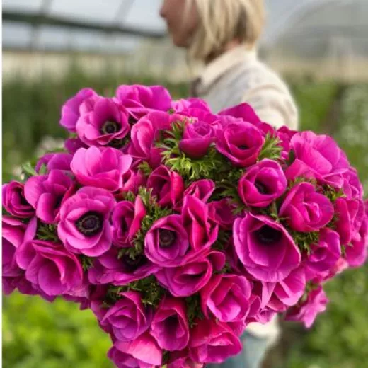 Cerise