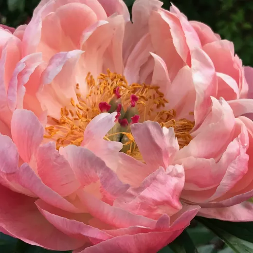 Peony Coral Charm