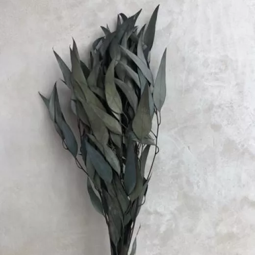 Eucalyptus - Pastel Black