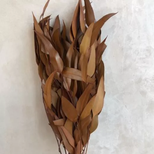 Eucalyptus Willow - Terracotta