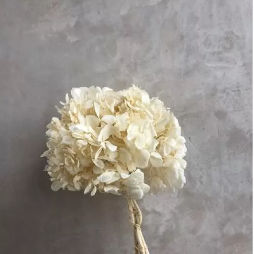 Hydrangea Bleached