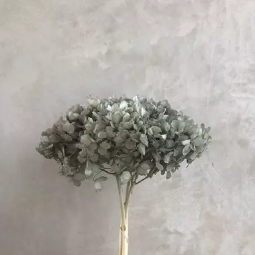 Hydrangea - Pastel Grey 