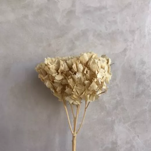 Hydrangea - Natural