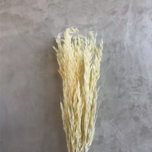 Oats Bleached