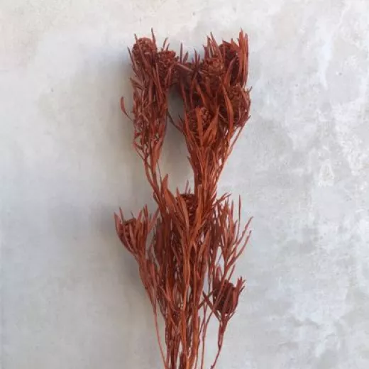 Salignum Terracotta