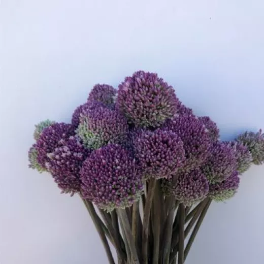 Allium