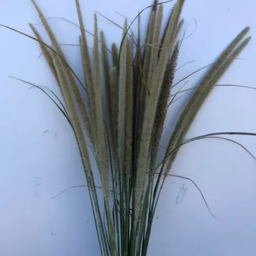 Golden Tails Grass
