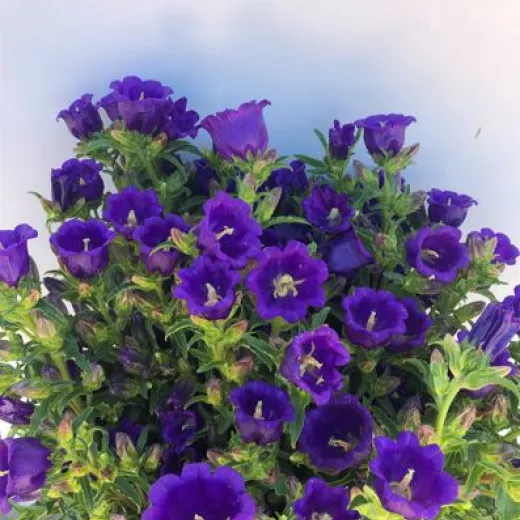 Campanula Purple