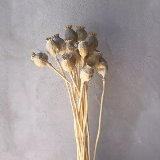 Poppy Pods Bleached