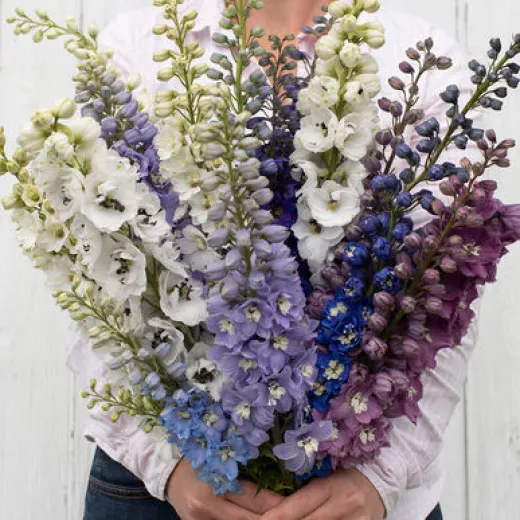 Delphinium Magic Fountains Mix