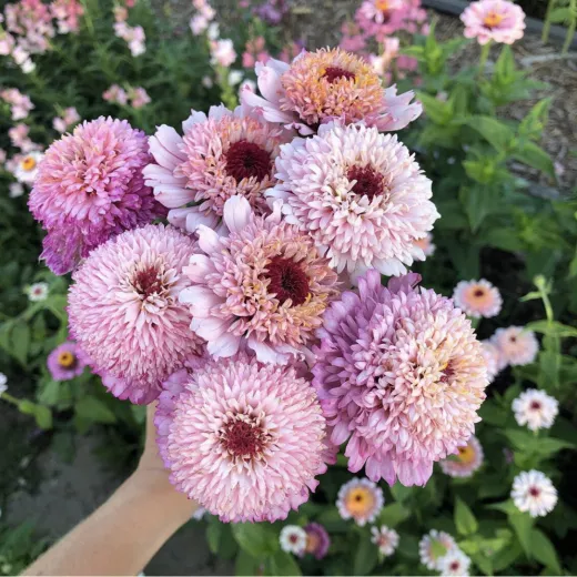 Zinnia Zinderella Lilac