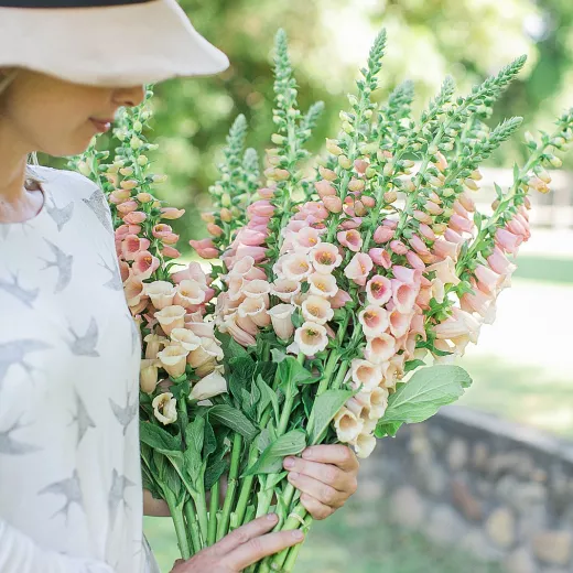 Foxglove Salmon