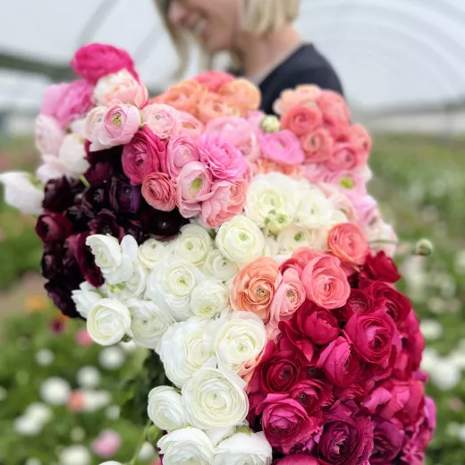 Adene's French & Italian Ranunculus Mix