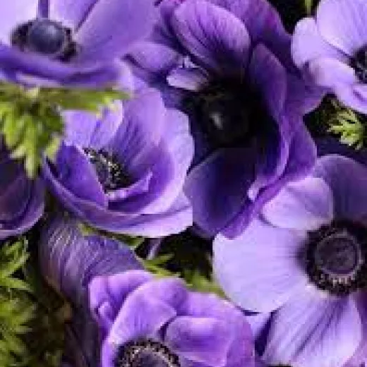 Anemone Carmel Blue