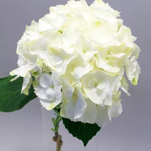 	Magical Hydrangea Plant - Snowball