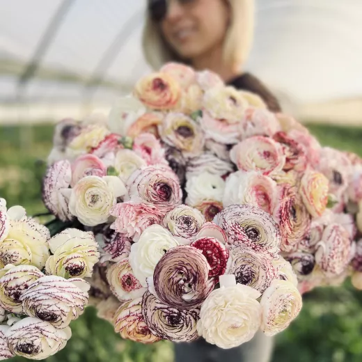 Italian Bianco Striato Ranunculus