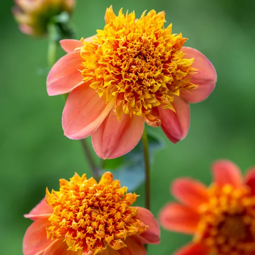 Dahlia - Anemoned Flowered - Sword Dance