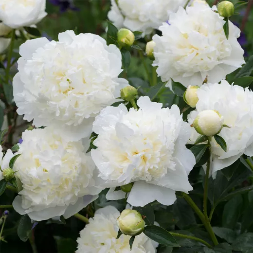 Peony Root - Duchesse De Nemours