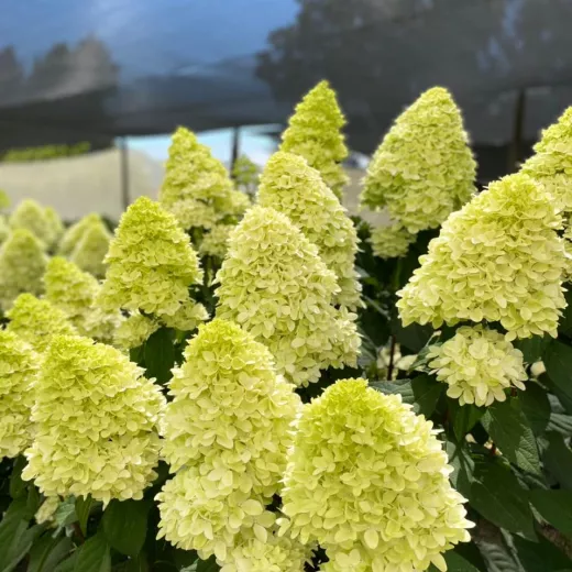 Hydrangea - Medium to Large Heads - Paniculata Candle - Green