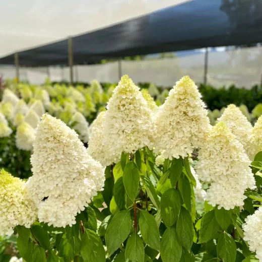 Hydrangea - Medium to Large Heads - Paniculata Candle - White