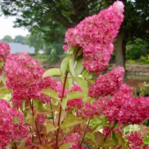 Paniculata Melba fraise