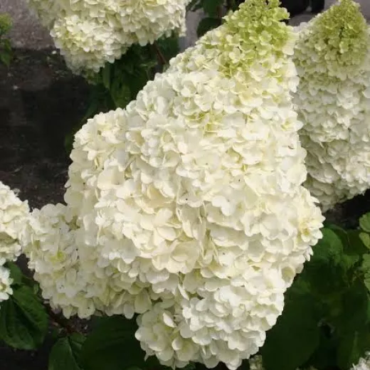 Paniculata silver dollar