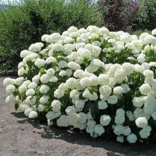 Hydrangea Annabelle