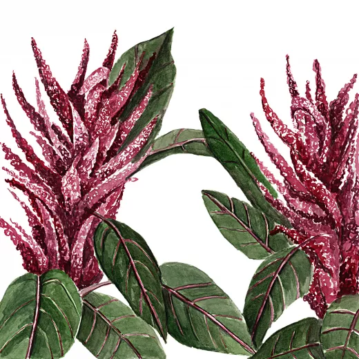 	Amaranthus Red Spike