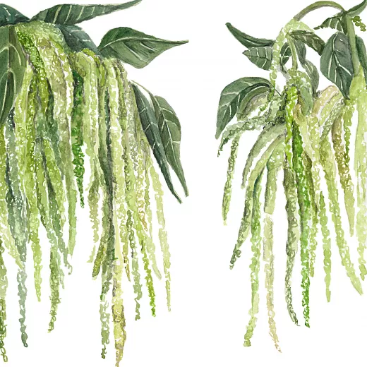 Amaranthus Emerald Tassels