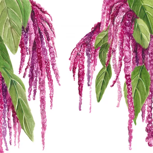 	Amaranthus Love Lies Bleeding