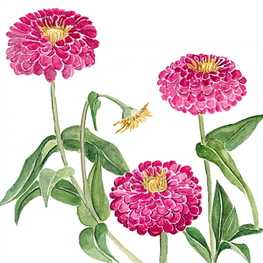 	Benary’s Giant Wine Zinnias