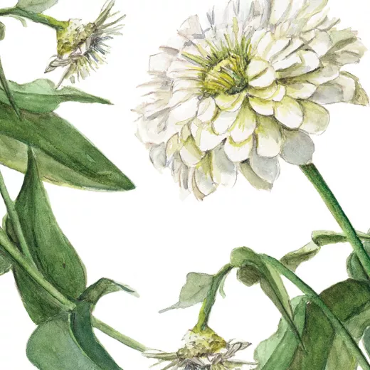 Benary’s Giant White Zinnias