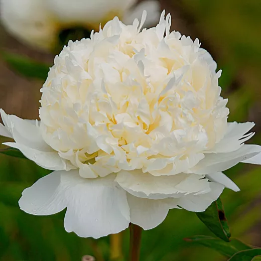 Peony Bridal Shower
