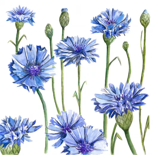 	Cornflower Blue Boy