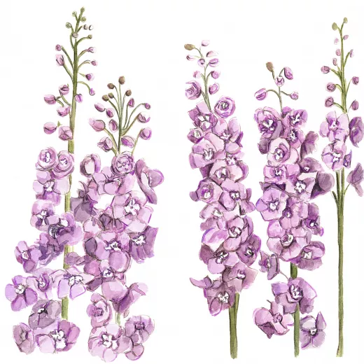 	Delphinium Lilac Pink White Bee