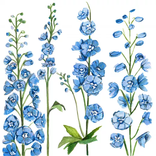 	Delphinium Sky Blue White Bee