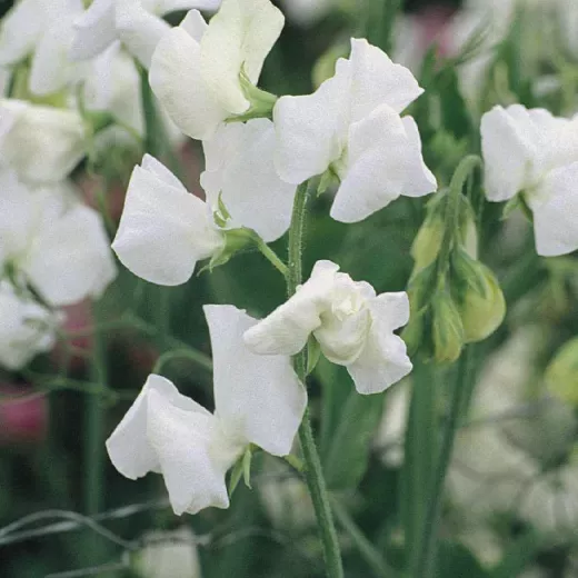 Sweet Pea Winter Elegance White