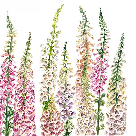 	Foxgloves Mix Digitalis