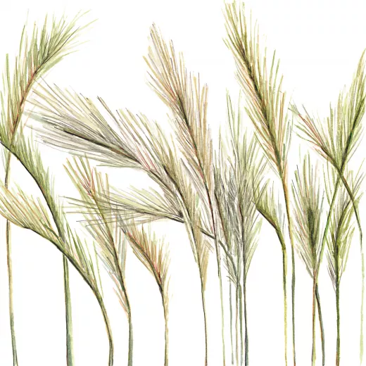 	Foxtail Barley