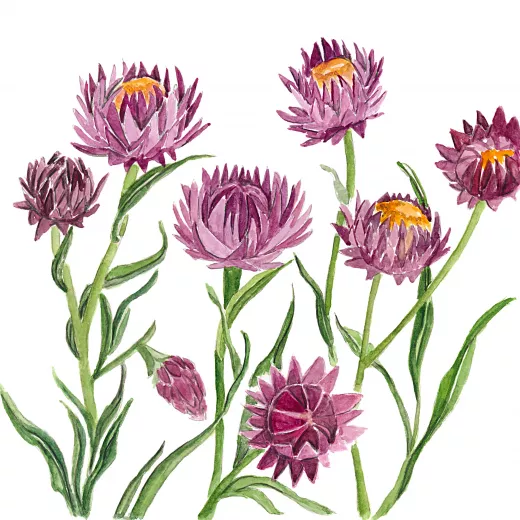 	Giant Strawflower Purple Red Mix