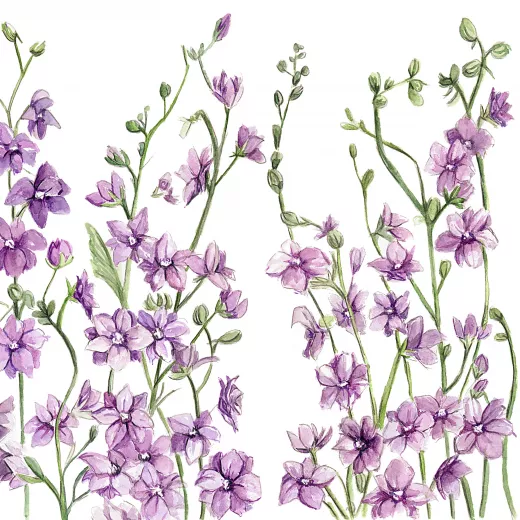 	Larkspur Lilac