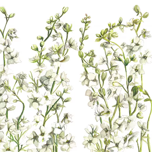 	Larkspur White