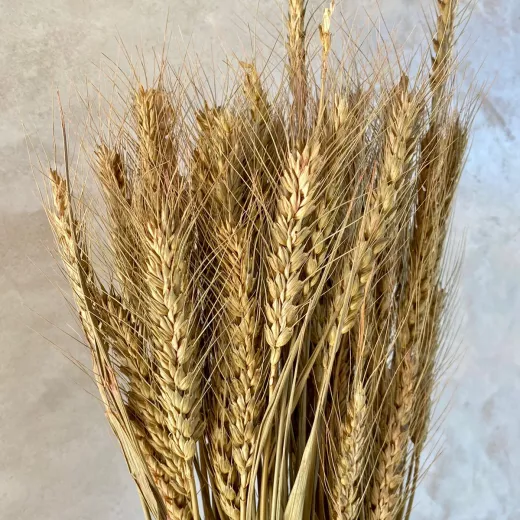 Wheat - Natural